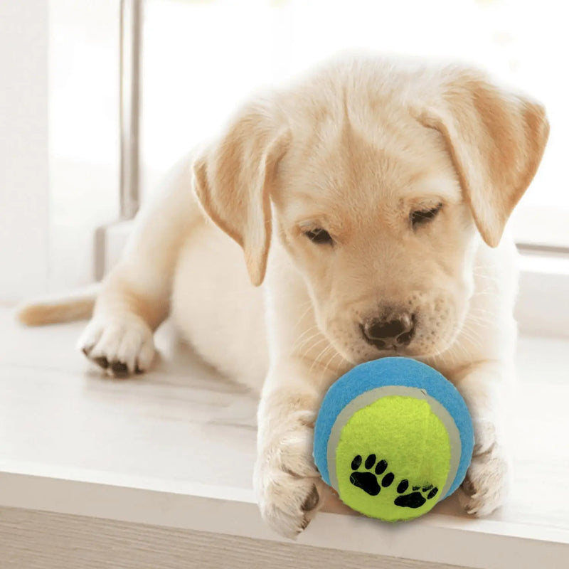 Conjunto com 3 Bolas de Brinquedo Interativas para Gatos e Cães – Divertidas e Coloridas